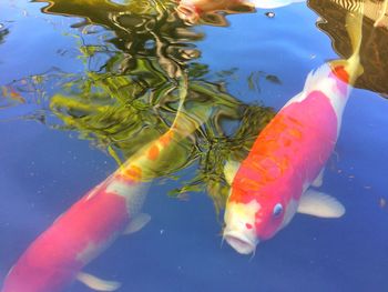 Close-up of koi carps swimming in water