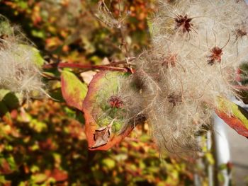 Close-up of green plant