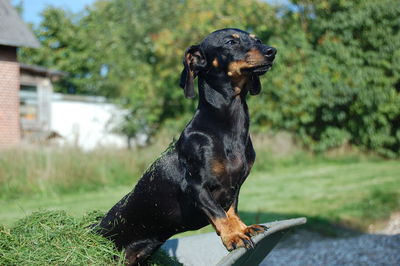 Black dog looking away on field