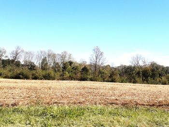 Scenic view of field against clear sky