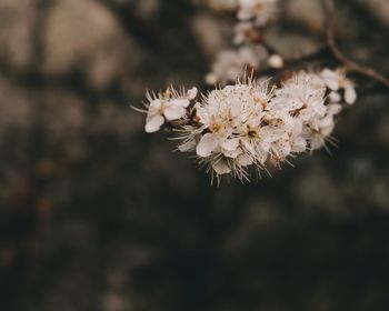 Close-up of white flowers on branch