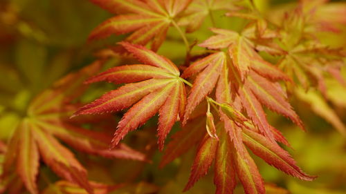 Close-up of red flowering plant