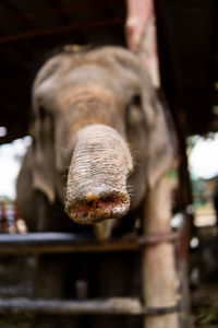 Close-up of a horse