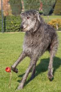 Dog on grassy field