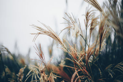 Close-up of stalks in field