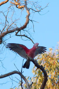 Low angle view of bird perching on tree against sky