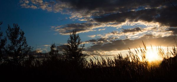 Silhouette of trees at sunset