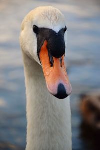 Close-up of swan