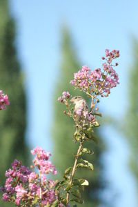 Close-up of pink flowers blooming on tree