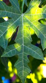 Close-up of leaves