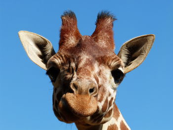 Cute giraffe looking at camera