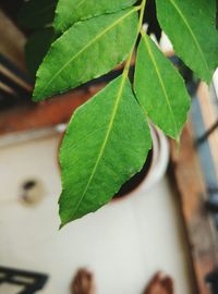 Close-up of leaves