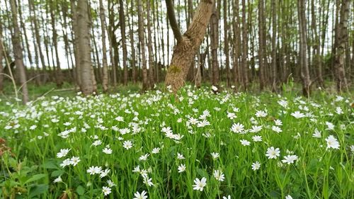 White flowering plants on field