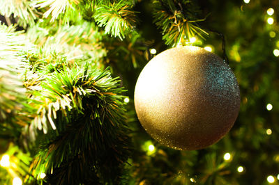 Close-up of christmas tree