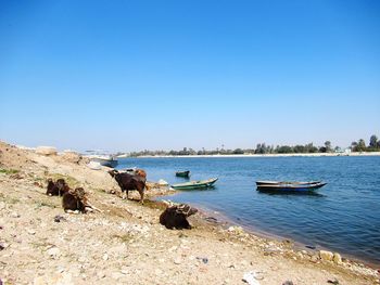 Scenic view of sea against clear sky