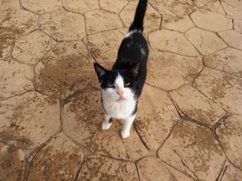 High angle portrait of cat sitting outdoors