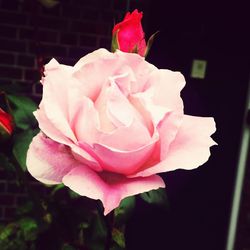 Close-up of pink rose