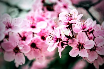 Close-up of pink cherry blossoms