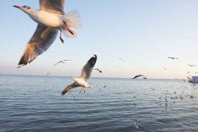 Seagulls flying over sea against sky