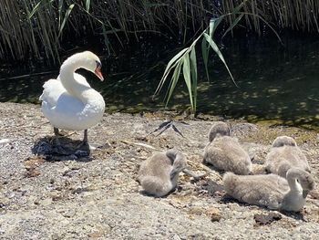 Swans at lakeshore