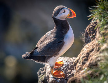 Close-up of puffin perching outdoors