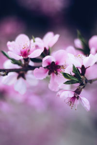 Close-up of pink cherry blossoms