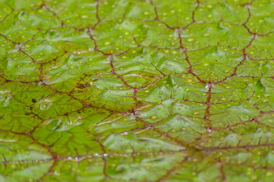 Background of water lily leaf
