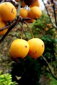 Close-up of oranges on tree