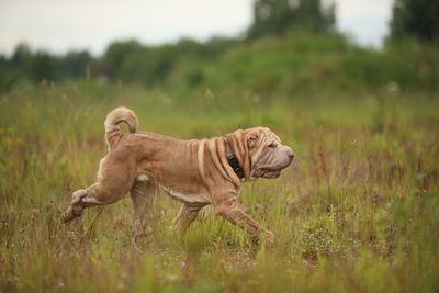 Side view of a dog running on field