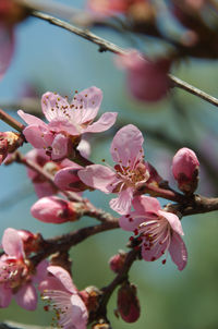 Close-up of pink cherry blossom