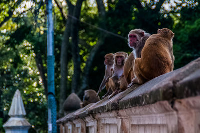 Monkey sitting on a tree