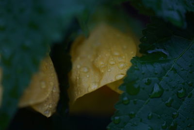 Close-up of wet leaves on plant