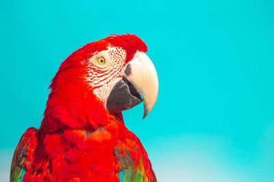 Red scarlet macaw bird over blue background