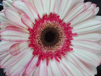 Close-up of pink daisy flower