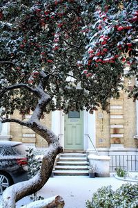 Tree in front of building