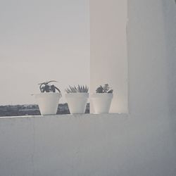 Potted plant against white wall