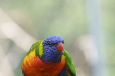 Close-up of parrot