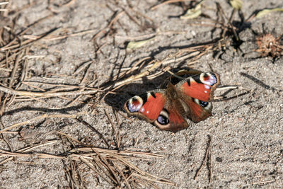 High angle view of insect on land