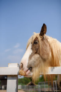 Close-up of a horse