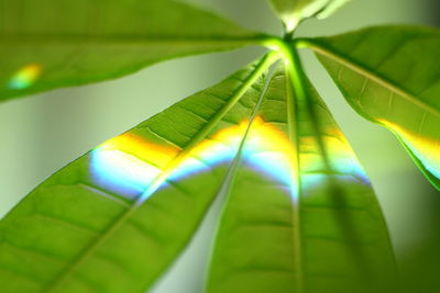 Close-up of green leaves