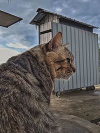 Cat looking away against sky