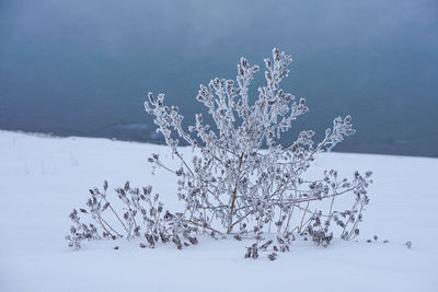 Frozen tree on snow covered field