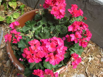 High angle view of pink flowers in pot