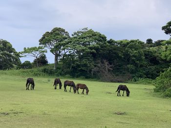 Horses grazing in a field