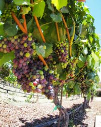 Plants growing in a vineyard