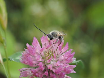 Close-up of bee pollinating on pink flower