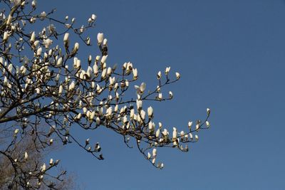 Low angle view of flower tree against clear blue sky