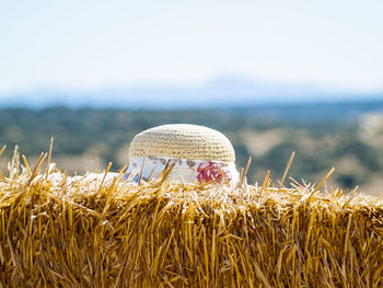 Close-up of grass against sky