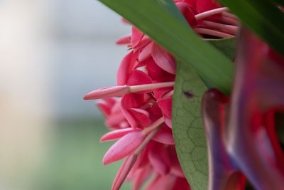 Close-up of pink flowering plant