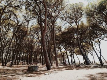 Trees on beach against sky